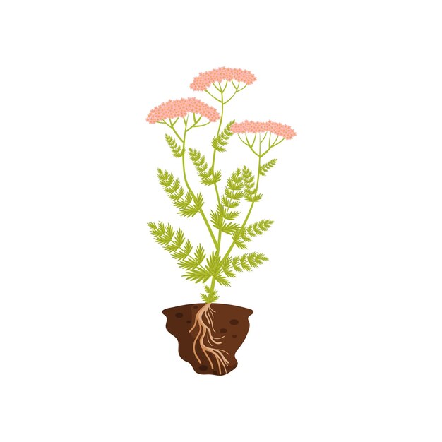 Vector tall plant with pink inflorescence vector illustration