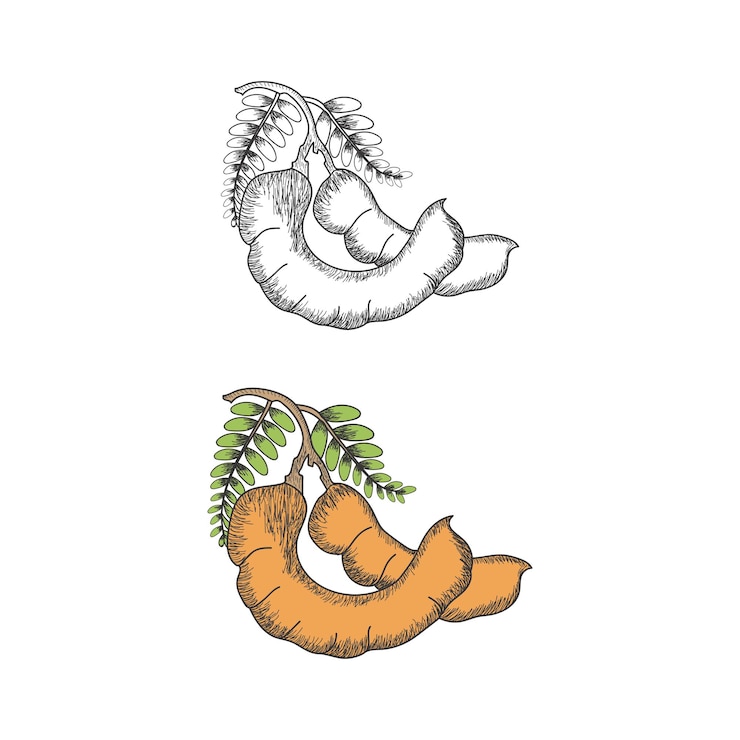 Vector tamarinde set hand draw sketch voor kleurboeken pagina