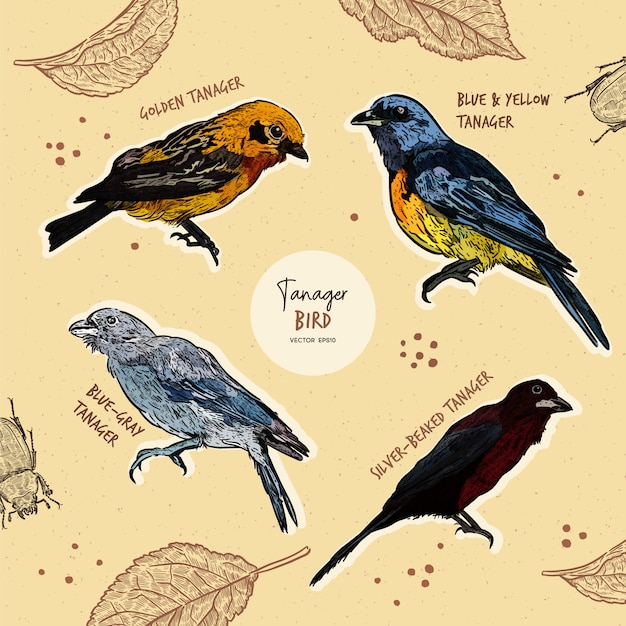 Tanager birds collection, hand draw sketch  .