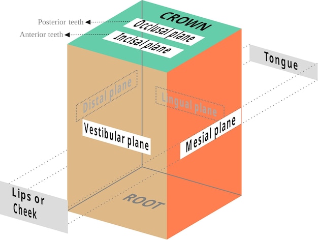 Vector tand oppervlakken