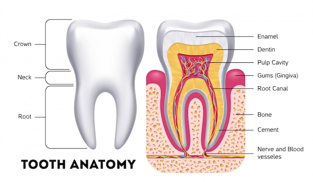 Tandanatomie vector tandheelkundige infographics