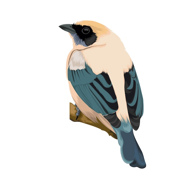 Vector tangara cayana bird vector