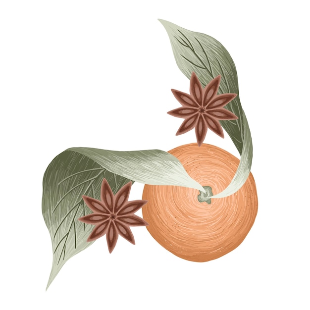 Tangerine with anise star, vector art