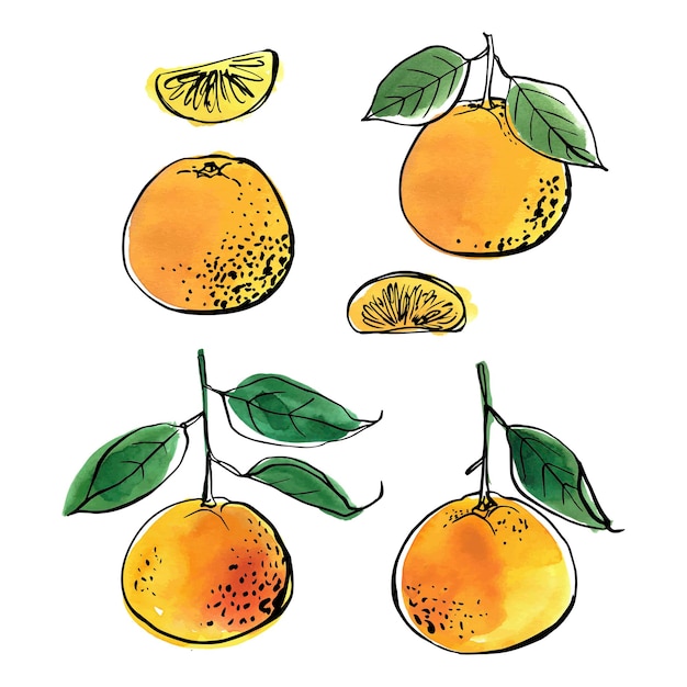 Tangerines black line drawn on a white background Mandarine Vector drawing of fruits