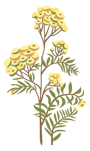 Tansy bloem Vector bloemige geïsoleerde illustratie