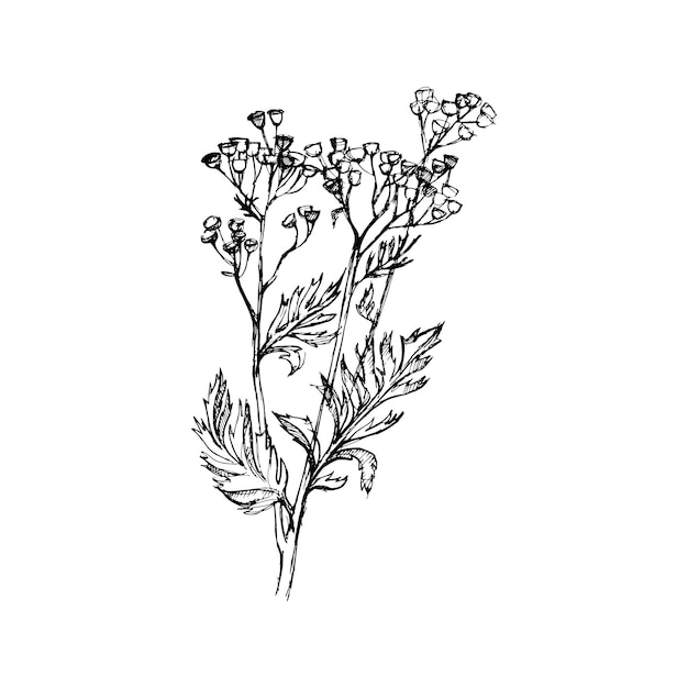 Vector tansy flowers hand drawn vector illustration