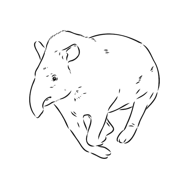 Tapir animal sketch engraving vector illustration scratch board style imitation hand drawn image