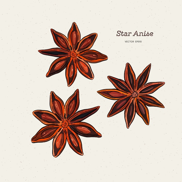 Vector tar anise drawing.