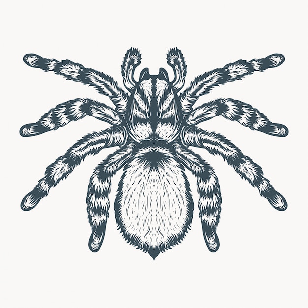 tarantula hand drawn illustration