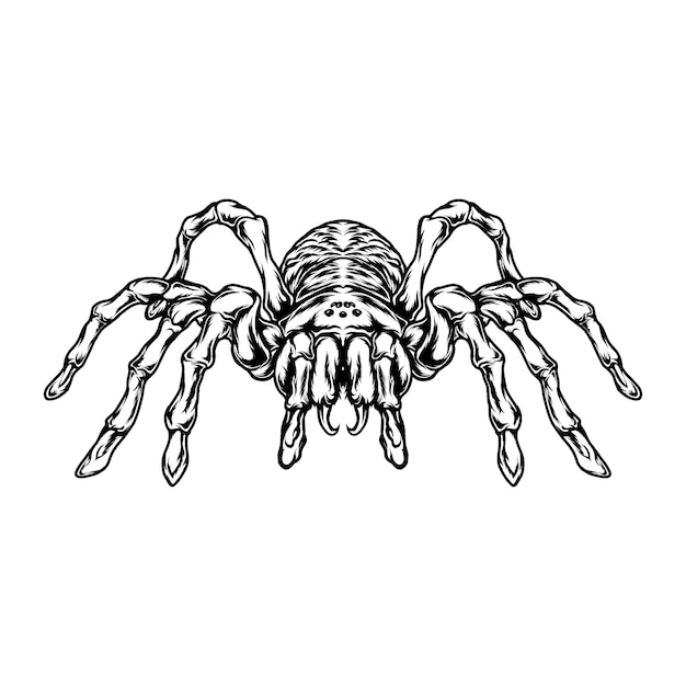 tarantula line art design