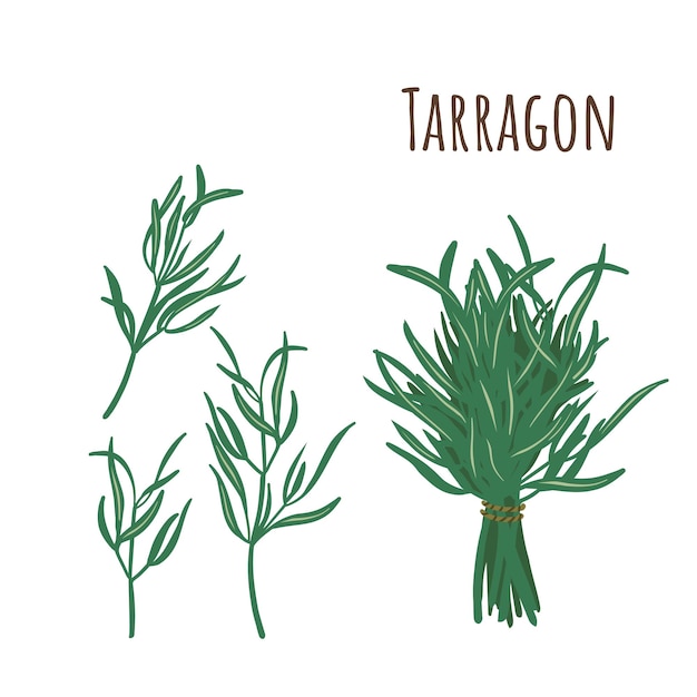 Vector tarragon bunch and separate twigs collection spicy of herbs. flat style. vector illustration