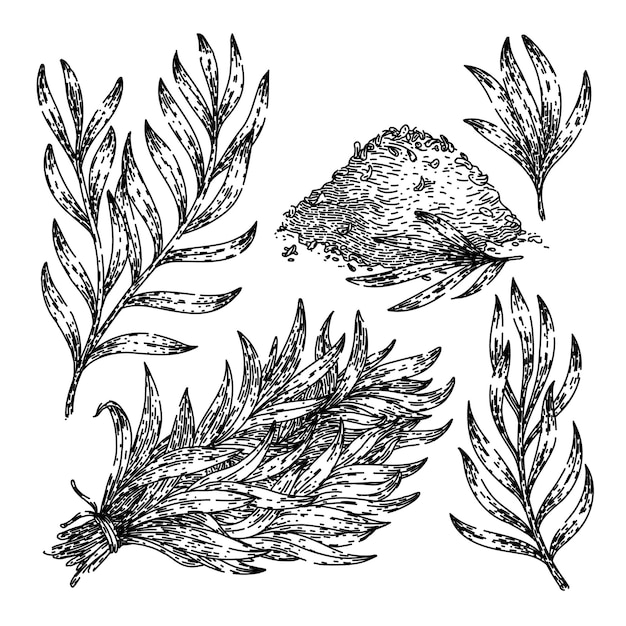 Vector tarragon set sketch hand drawn vector