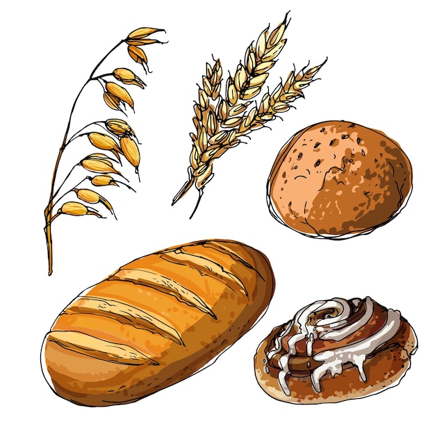 Vector tarwe en haver. brood getekend door een lijn op een witte achtergrond. kleurrijke voedseltelling. bakkerijproducten.