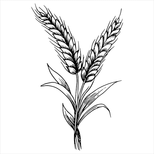 Vector tarwe ooren zwart-wit illustratie in schets stijl gravure vintage tekening boerderij