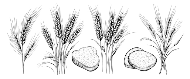 Tarwe oren aartjes schets hand getrokken rogge in vintage gravure stijl boerderij biologisch voedsel concept