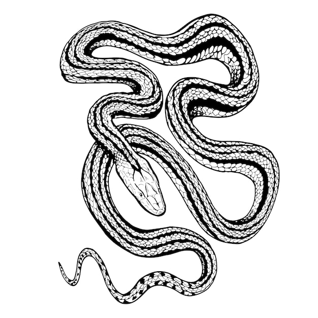 Татуировка змея. Традиционные чернила в виде черных точек. Изолированная векторная иллюстрация. Силуэт змеи