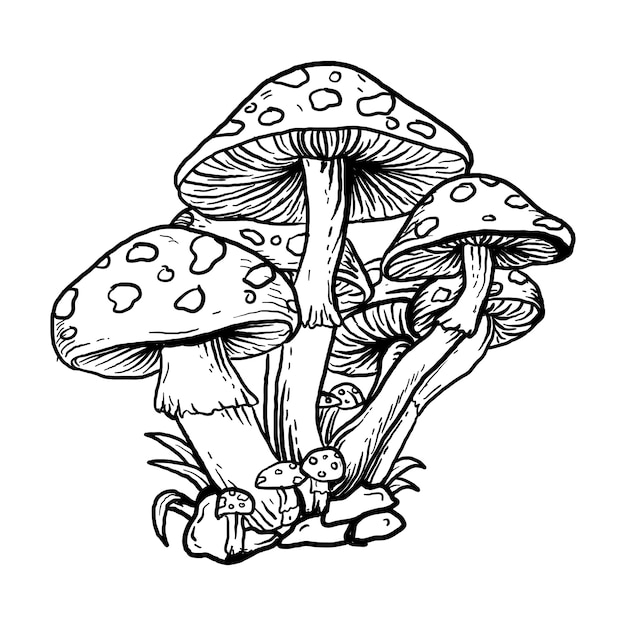 Tattoo and t-shirt design black and white hand drawn illustration mushroom