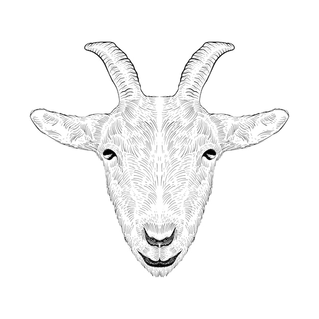 Tattoo and t shirt design hand drawn sheep sketch art