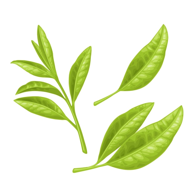 Vector tea branch with leaves vector color realistic illustration for label poster web isolated on white background