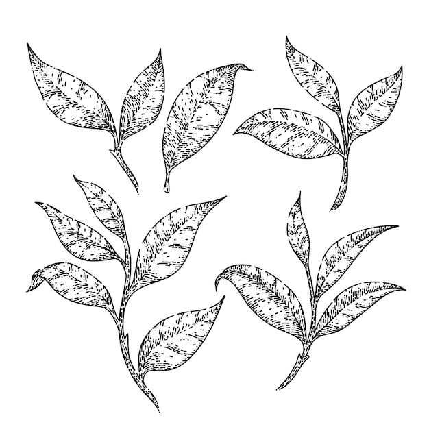 Tea green leaf set sketch hand drawn vector