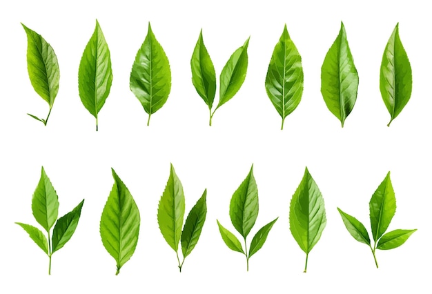 Tea leaf vector set isolated on white background