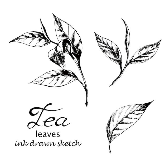 Vector tea leaf