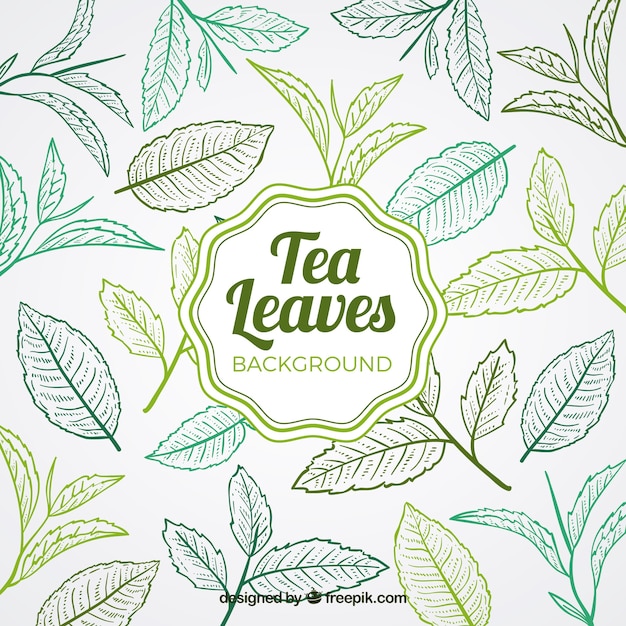 Tea leaves background with hand drawn style