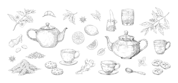Tea set sketch Hand drawn kettle and cup with green and black teabags Citrus lemon or sugar pieces Isolated anis and mint leaves Vector teapot and glass of hot herbal drink engraving collection