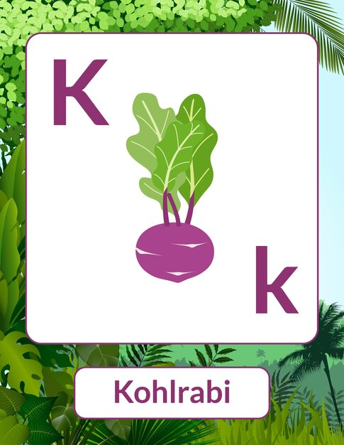 Vector teaching materials kohlrabi