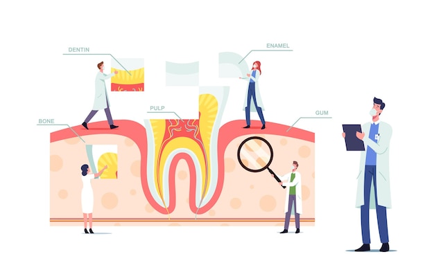 Vector teeth anatomy and structure concept with tiny dentists doctors characters at huge tooth infographics with gum, pulp, bone, dentine or enamel parts, medic aid poster. cartoon people vector illustration