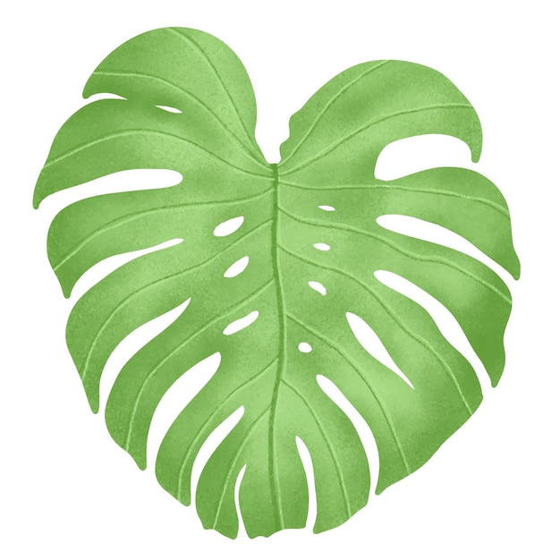 Teken een monstera blad Plaats het op een witte achtergrond Vector illustratie