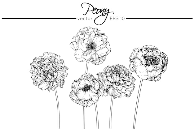 Tekening peony bloemen