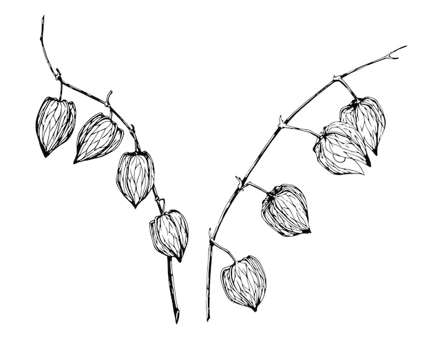 Tekening van gouden Physalis Vector hand getekende illustratie van fruit schets van herfst berry botanische inkt zwarte gravure op witte geïsoleerde achtergrond