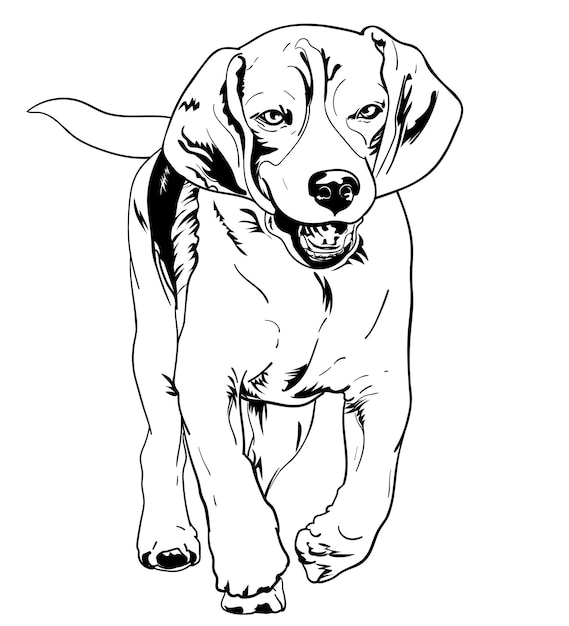 Tekening van rennende beagle