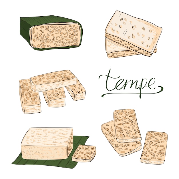 Tempeh 또는 Tempe 음식 벡터