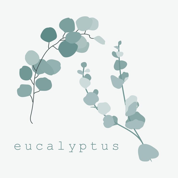 Vector 유칼립투스 폴루스 (eucalyptus populus) 와 시나레아 (cinarea) 의 부드러운 잎
