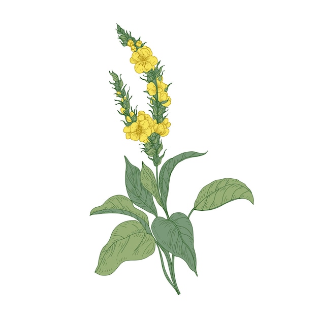 벡터 부드러운 verbascum 또는 mullein 꽃 흰색 절연