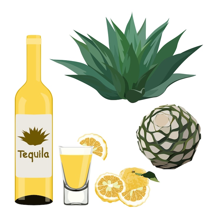 Vector tequila-productie door agave glasfles geschoten met kalk destilleerde alcohol blauwe agave plant