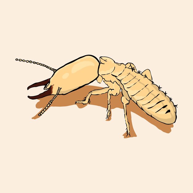 Vettore illustrazione di un insetto termite