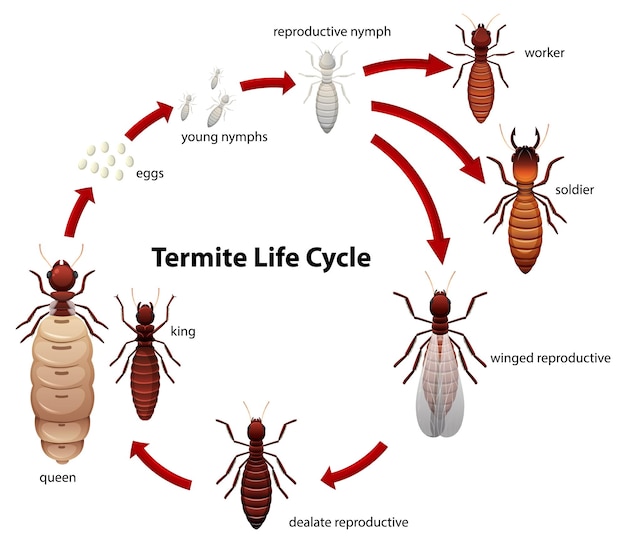 벡터 흰개미 생활주기 연구 만화 삽화