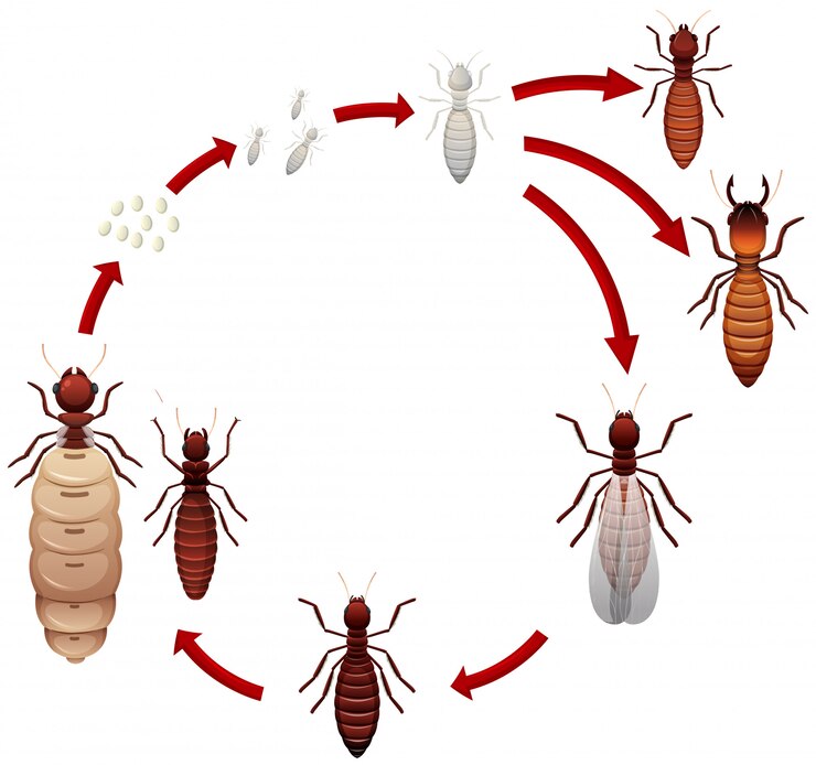 Vector a termite life cycle
