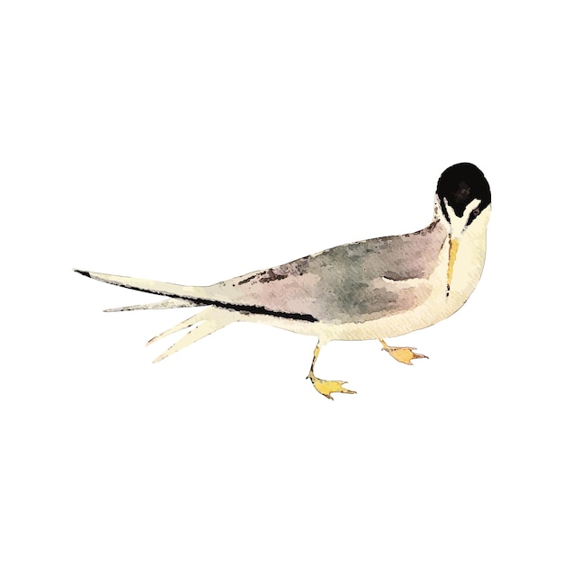 Vector tern watercolor vector illustration