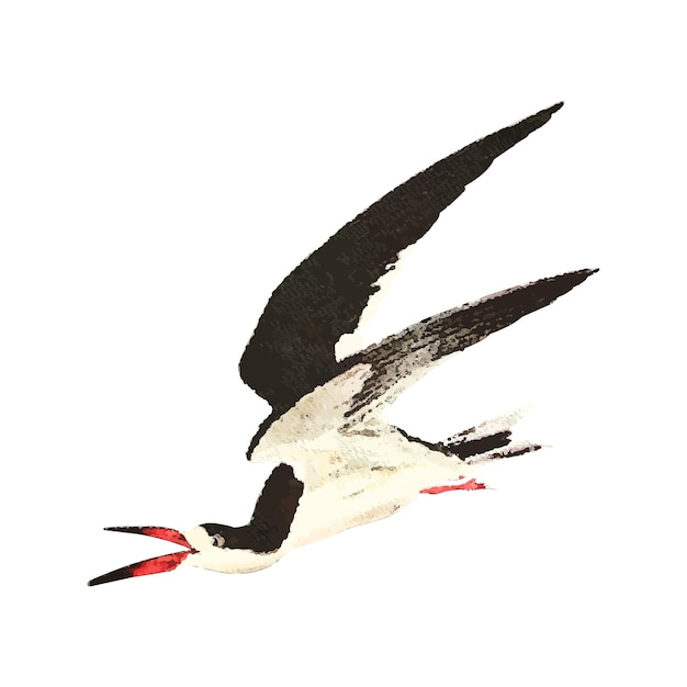 Vector tern watercolor vector illustration