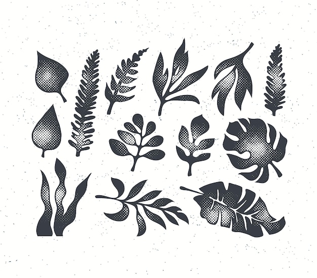 Vector textured black grunge isolated palm, fern, monstera and oher tropical leaves collection.