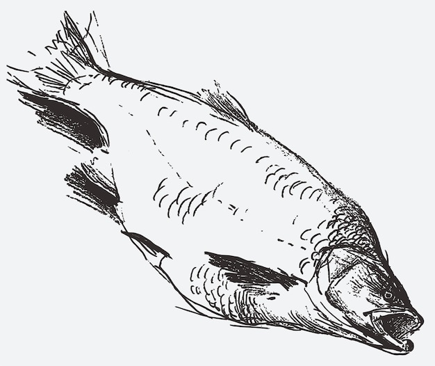 Contorno strutturato disegno di un pesce di fiume predatore catturato asp