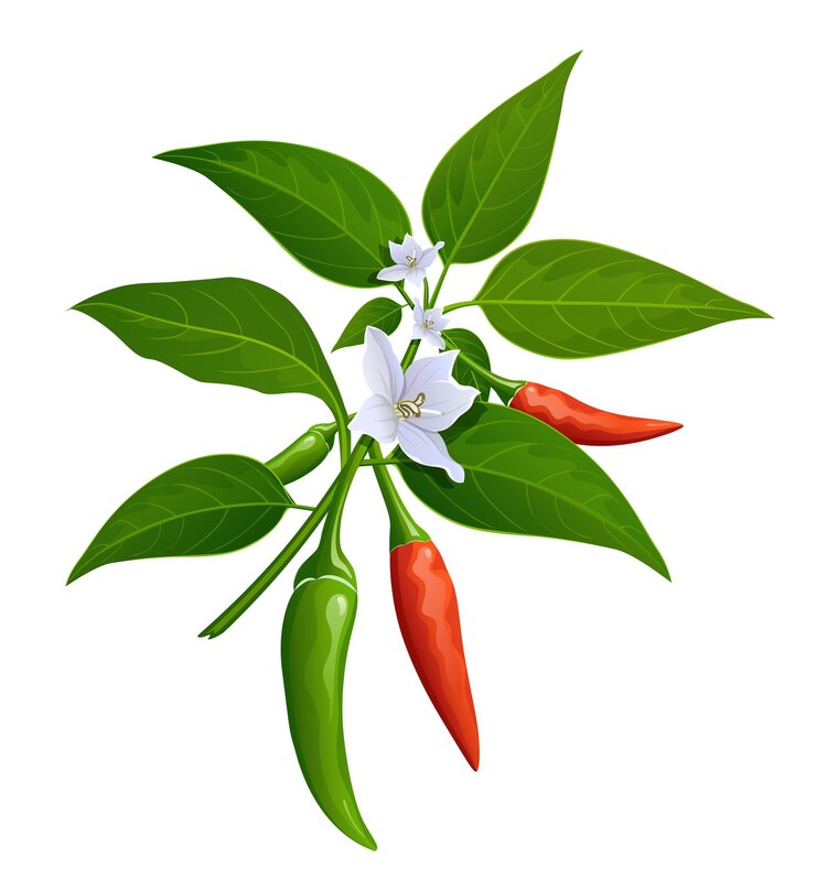 Vector thai paprika red and green fresh with leaves and chili flower realistic.