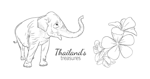 Thailand olifant en frangipani set van aziatische symbolen vector illustratie geïsoleerd