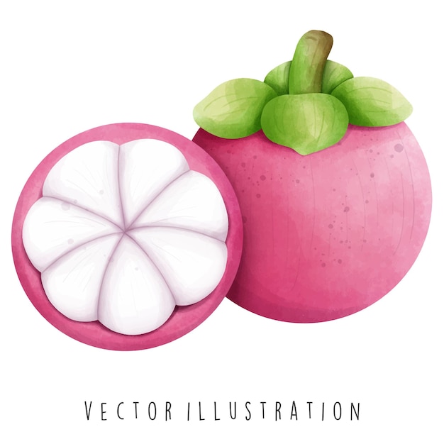 Thailand travel collection watercolor of mangosteen vector illustration