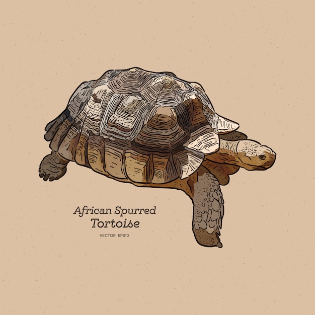 Африканская подстегнутая черепаха