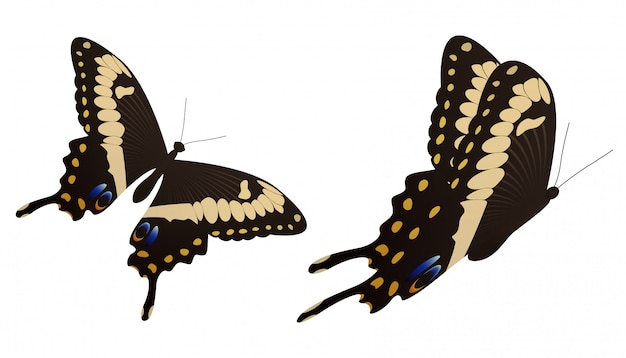 黒いアゲハ蝶のベクトル図